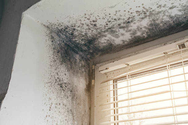 Trusted Mold Testing service in Clarklake, MI - Cheap Mold Removal